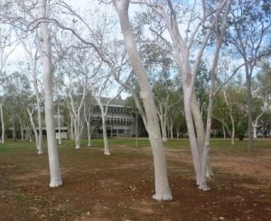 JCU trees2